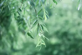 不管你喜不喜欢，树叶就在那里，该长就长，该落则落图片