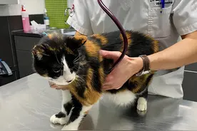 17岁的猫咪被嫌弃老了，丢弃在医院，自卑到不敢抬头看人图片