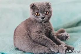 猫为什么总是出现在任何地方？到底是有什么猫图片