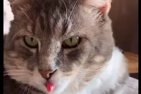 猫咪朝主人吐舌头，放大照片才发现舌头竟是卷起来的，猫：你会吗图片