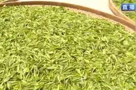 开茶啦！走进福建福鼎白茶晒场 品味茶叶中“阳光的味道”图片