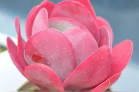 秋天，是养殖多肉的大好季节，多肉怎样才能上色，而且艳丽饱满？图片