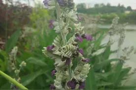 看花是一份情趣，也是一份性情图片