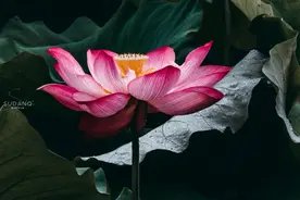 掌握荷花拍摄技巧，卡片机一样能“出片”，黑卡M6自带长焦镜头图片