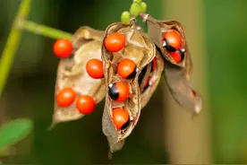 含有致命毒素的相思子，是最不该寓意相思的红豆，别再用它做首饰图片