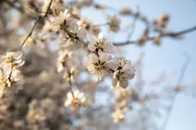 三月春风桃花开图片