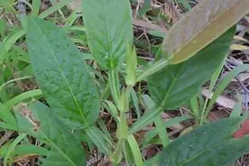 农村这种植物，人称“去瘤草”，用来泡茶好处多，还是天然防腐剂图片