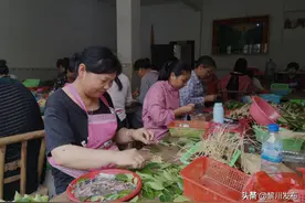 江西安福：小小甜茶叶 托起致富梦图片