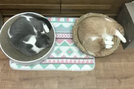 猫窝选购指南，铲屎官喜欢的猫窝，为什么猫都不喜欢呢？图片