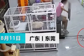 13岁少女残忍夹死小猫，家长希望不要网暴孩子：她不是故意的图片