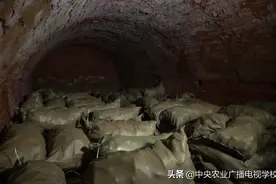 【田间示范秀】窖藏地瓜的门道图片