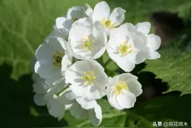 濒危物种｜南方山荷叶：下雨花瓣变得透明，晶莹欲滴，太神奇了图片