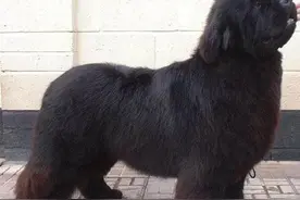 每日一犬---纽芬兰犬图片