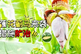 香蕉花蓟马导致香蕉毁容，教你四招防治！
