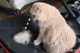 猫咪疯狂掉毛？压力引发秃头这事儿不分物种图片