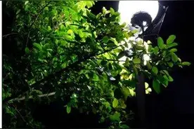散文欣赏：盛夏的夜 丰盈着时光的底色图片