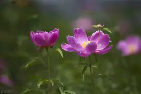 这些花的名字这么美，原来背后都有一段非凡的故事，凄美感人图片