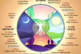 一张图看懂【生物钟】：我们为什么要早点睡觉，避免熬夜？图片