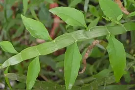 路边一种“蜈蚣草”，带回家能做盆栽，还是跌打损伤的“特效药”图片