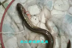 东江涨水后，出现许多“蛇鲠鱼”，钓鱼人：连续好多天都钓到了图片