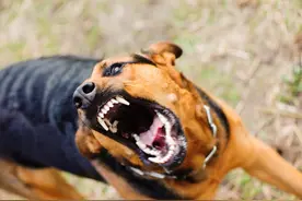 32岁男子因狂犬病离世：半个月前被狗咬伤，以为打了疫苗就没事图片