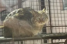 世界唯一人工圈养荒漠猫在这里永久安家图片