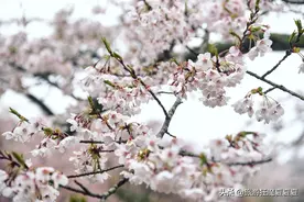 牵着柴犬漫步樱花大道上，才知道樱花季的日本到底有多美图片