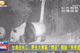 甘肃的野生大熊猫“情侣”摸脸“秀恩爱”视频封面