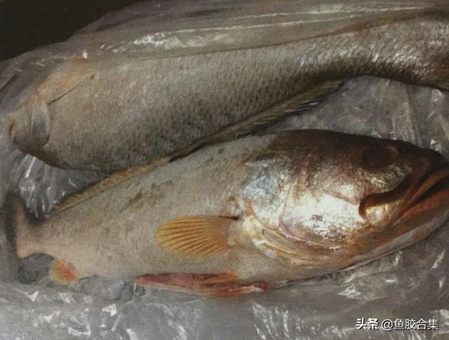 安南鱼胶是什么鱼的鱼鳔 2026年安南鱼胶的功效和作用