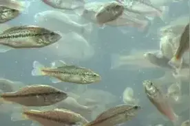 农视词典 | 增殖放流图片