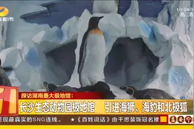 湖南最大极地馆！海狮、海豹、北极狐 这些极地类动物在长沙也能看到图片