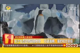 湖南最大极地馆！海狮、海豹、北极狐 这些极地类动物在长沙也能看到图片