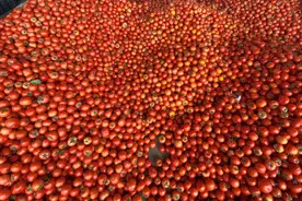 几毛一斤无人要！云南番茄太难了！行情持续走低！上万吨番茄滞销图片