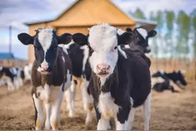 牛奶、牛羊肉大量进口，国内生鲜乳供需严重失衡，我国草食畜牧业该如何发展？图片