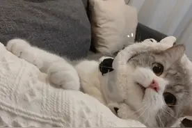 如何避开猫粮的误区！越让猫发胖越好？图片