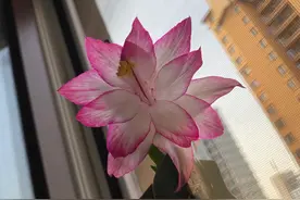 嫁接的蟹爪兰，要这样养护，否则没花看图片