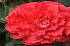茶花换盆后掉叶怎么办，茶花怎么服盆图片