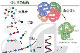 什么是氨基酸水溶肥？氨基酸水溶肥的功能作用有哪些图片
