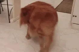 狗狗总是转圈咬尾巴，别当笑话看了，这可不是什么好事情图片