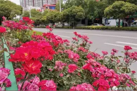 惊艳！巩义这些路将变身“月季大道”图片