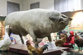 无儿女的他把猪当宠物养 结果养到1800斤成为“猪王”破世界纪录图片