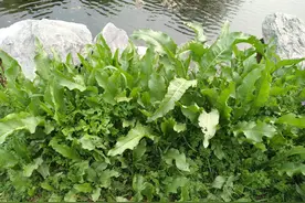 野菠菜，又名土大黄，既有药用价值又有食用价值图片