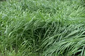 “青饲料之王”，冬牧70黑麦草和多花黑麦草，您知道怎么选择吗？图片