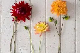 21种名字好听又好看的花花图片