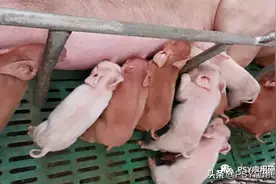 想要快速恢复存栏量？母猪多胎健仔有绝招图片