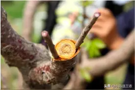 轻松掌握果树嫁接方法，让你也能成为嫁接高手图片