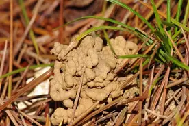 初夏野钓黄颡鱼，老钓友巧用“蚯蚓土”打窝，连杆不断真过瘾图片