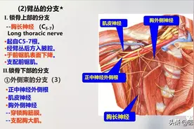 70张超详细上肢解剖图示注解图片
