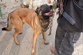 河南：为了740块，大哥嘴里百般不舍马犬，被他亲手按进狗肉笼图片
