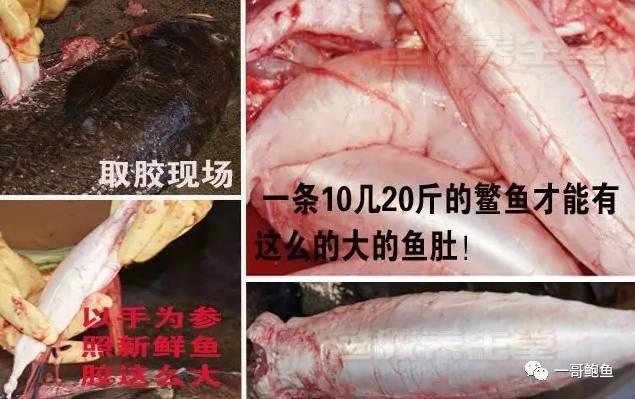 好的花胶多少钱 2026年花胶的价格一般多少钱一斤